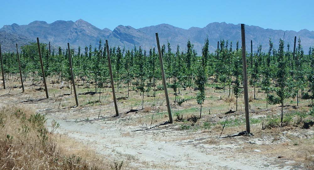 A typical pear planting in the Ceres growing area, located in the Western Cape Province of South Africa, is shown during an Interpera Congress tour in November. Trees are typically planted 5 feet apart, with 13 feet between rows, on mounded soil with vigorous rootstock. The training targets a fruit wall. (Courtesy Bob Gix)