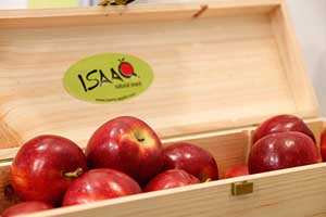 Isaaq is being promoted as a snack apple. Kiku Variety Management