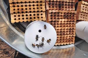 Dormant mason bees are delivered to the grower in a plastic tube with the hole taped closed. As soon as conditions warm up and the tape is removed, the bees will emerge. Courtesy of Crown Bees
