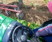 Fixed-arm rolling cultivators — like this Wonder Weeder — are the most common method of weed management in Northwest organic orchards. But other implements may be needed if trees in the row are closer than 4 feet apart. (TJ Mullinax/Good Fruit Grower)