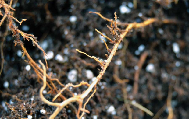 This apple tree’s branched root system is capable of scavenging nutrients from a large soil volume. (Courtesy Lee Kalcsits)