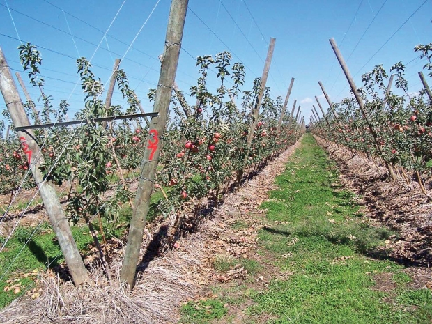 The soil was prepared one year before trees were planted. Ryegrass was sown on the hills and killed before these Pink Lady trees were planted. Gypsum every 2 or 3 years along with the weed mulch will keep the surface soil soft, permeable, and well aerated. Courtesy of Bas van den Ende