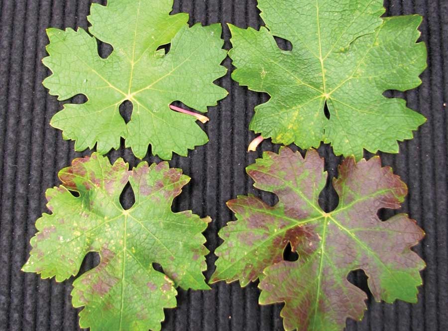 The top Cabernet Sauvignon leaves are healthy, the bottom leaves show phosphorus (Courtesy Joan Davenport)