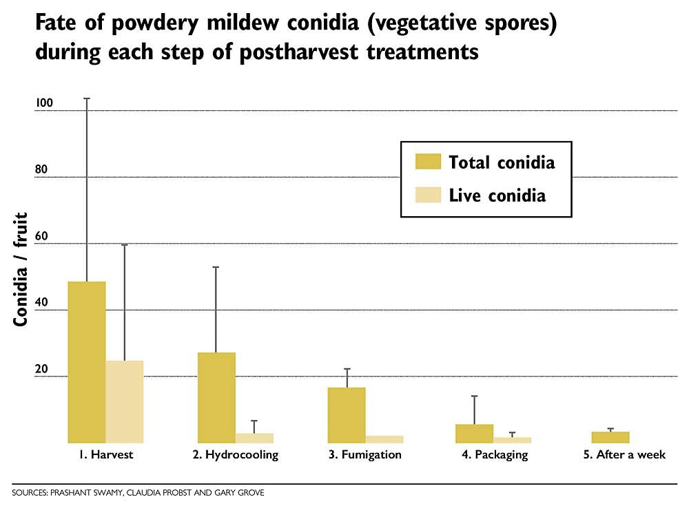 Fate of powdery mildew conidia during each step of postharvest treatments. Source: Prashant Swamy, Claudia Probst and Gary Grove 
