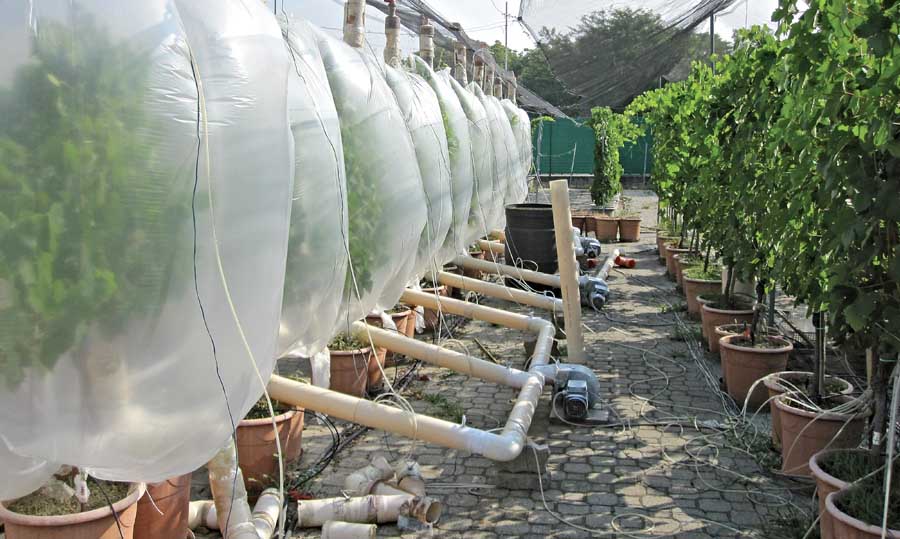 These plastic bags that envelope the entire vine are used to measure gas exchange of the canopy.