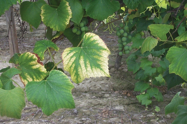 An example of yellowed leave from chlorosis in a Yakima Valley juice grape vineyard. The condition is believed to be related to high alkaline soil pH and reduced micronutrient availability and uptake in spring. (Courtesy Washington State University)