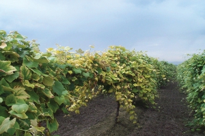 An example of chlorosis in a Yakima Valley juice grape vineyard. The condition is believed to be related to high alkaline soil pH and reduced micronutrient availability and uptake in spring. WSU