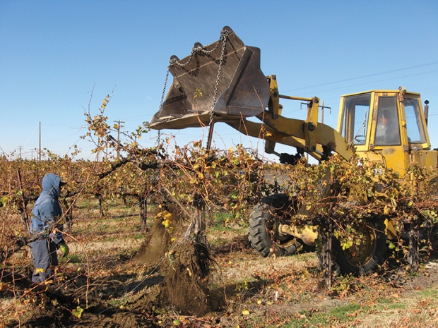 Vine removal costs include a three-person crew to use a front-end loader and pull out each vine. It works out to $132 per acre for labor or 18 cents per vine.