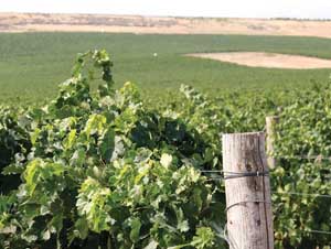 Wine grape vineyards in the Yakima Valley of Washington State. (Courtesy Melissa Hansen)