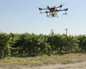 Washington State University’s new spray drone flies above a research vineyard in a demonstration during a field day hosted by WSU and the Washington State Grape Society. (Kate Prengaman/Good Fruit Grower)