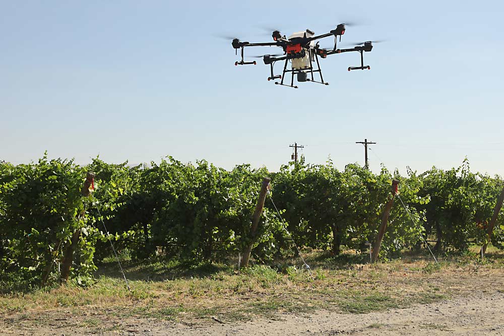 Washington State University’s new spray drone flies above a research vineyard in a demonstration during a field day hosted by WSU and the Washington State Grape Society. (Kate Prengaman/Good Fruit Grower)