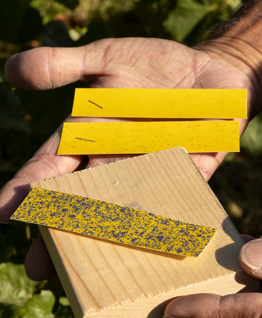 Two strips of water-sensitive paper placed in the canopy show little spray deposition, while one placed in the center of the vine row (seen on a board at front) shows plenty. Designed for row crops, the drone is not yet optimized for grapevine canopies. (Kate Prengaman/Good Fruit Grower)