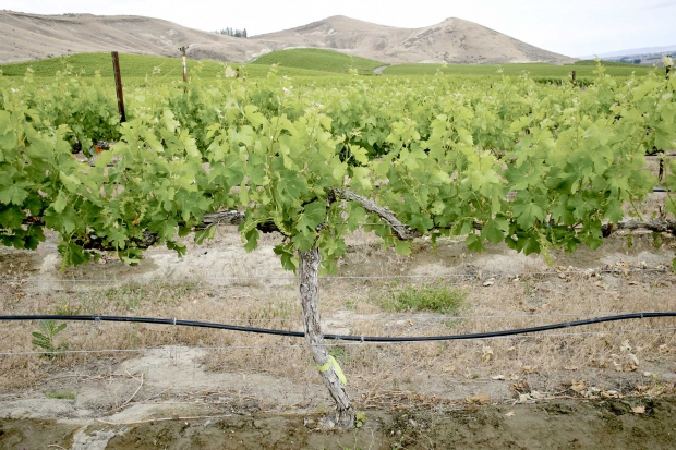 Leaves on this vine were removed prebloom. (Courtesy of Washington State University)