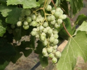 Both the fruit and foliage show mildew symptoms, indicating that the fungicide product, timing or rate was not effective in controlling grape powdery mildew. (Good Fruit Grower file)