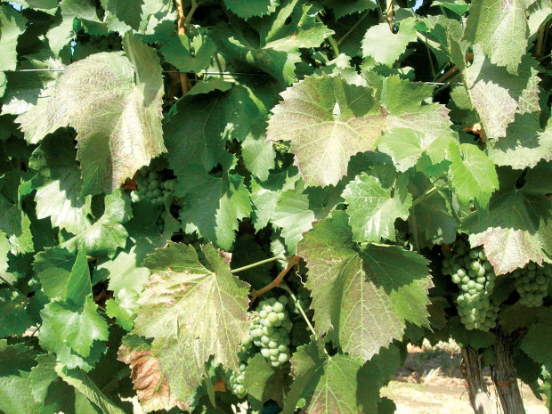 Bronzing of grape leaves are classic signs of spider mites. (Courtesy Washington State University)