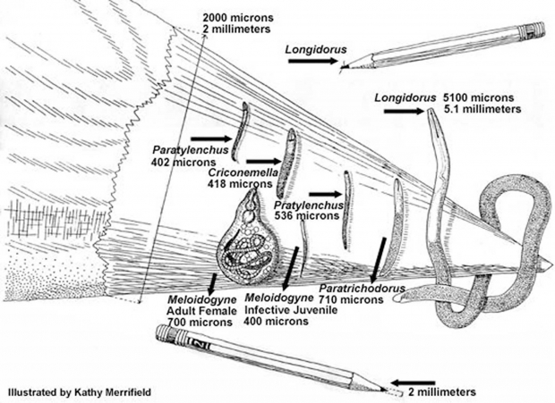 Sizes of plant parasitic nematodes relative to the tip of a pencil. (Illustration courtesy Kathy Merrifield)