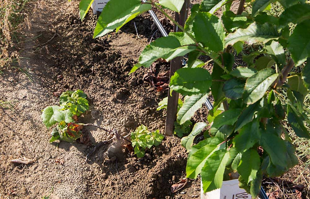 A stubborn grape vine grows beneath the cherry tree that has replaced it in Klingele’s block. (Ross Courtney/Good Fruit Grower)