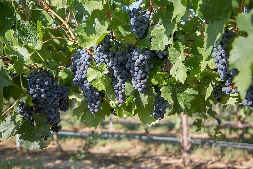 Brad Klingele of CJ Orchards has managed to renew a contract for these Merlot grapes near Prosser, Washington, but the price has not risen in several years. Klingele and many wine grape growers in Washington are either dropping grapes or pulling vines to adjust to an oversupply of many of the West Coast’s tried and true varieties. (Ross Courtney/Good Fruit Grower)