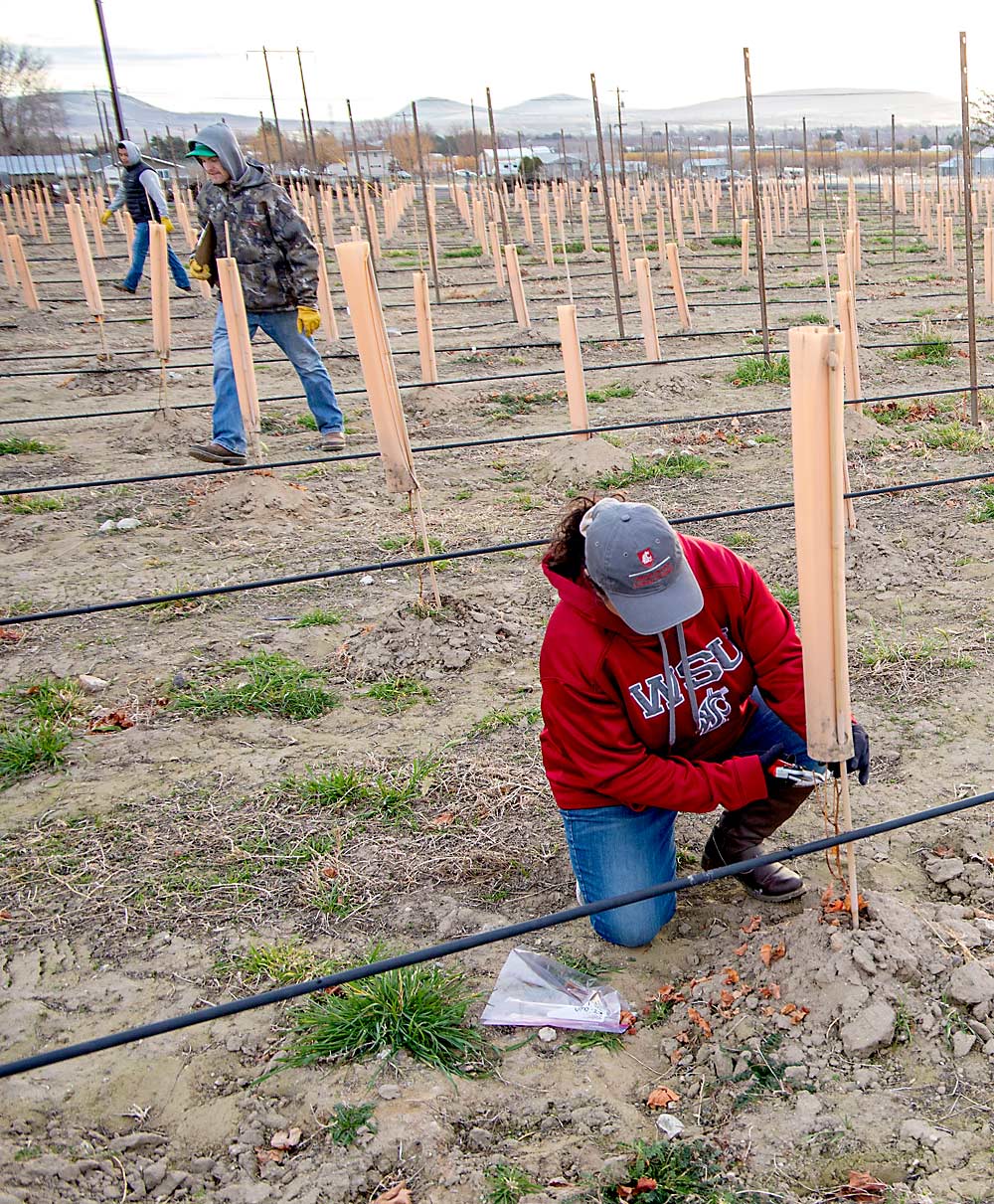 While Mireles snips sections for cold hardiness tests, Dawson Daniels, center, and Mizael Mendoza of Inland Desert Nursery prep for her by lifting grow tubes. (Ross Courtney/Good Fruit Grower)