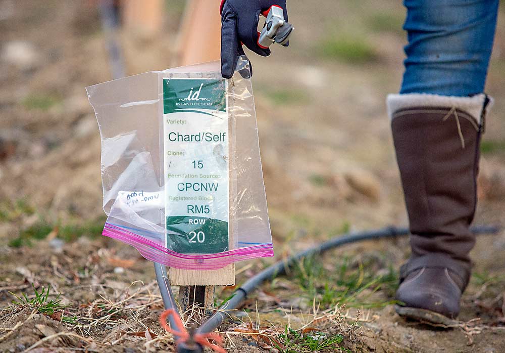 Maria S. Mireles, a Washington State University research associate, lifts a bag in which to deposit vine samples from an own-rooted control row in early December at Inland Desert Nursery near Benton City, as part of a trial intended to inform the state’s transition from own-rooted vines to rootstocks. (Ross Courtney/Good Fruit Grower)