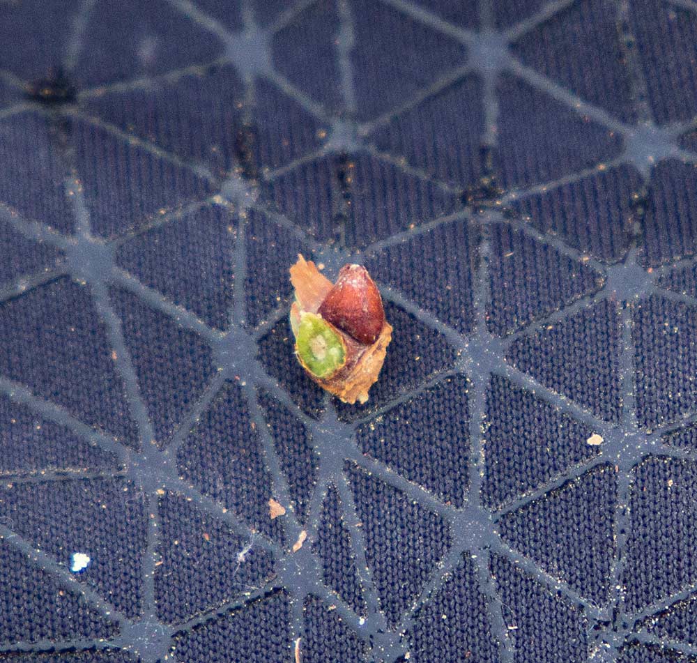 As part of the Inland Desert Nursery grape rootstock trial, Washington State University will test grape buds for cold hardiness in a freeze chamber. (Ross Courtney/Good Fruit Grower)