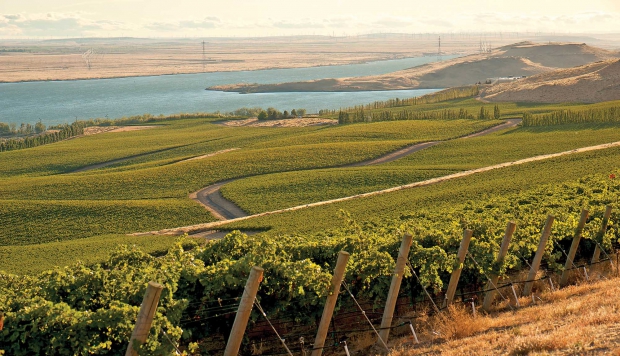 Some of the blocks at Canoe Ridge Estate, first planted in 1991, are scheduled for replanting. As part of the replanting, Ste. Michelle Wine Estates will include a small rootstock trial. (Courtesy Canoe Ridge Estates)