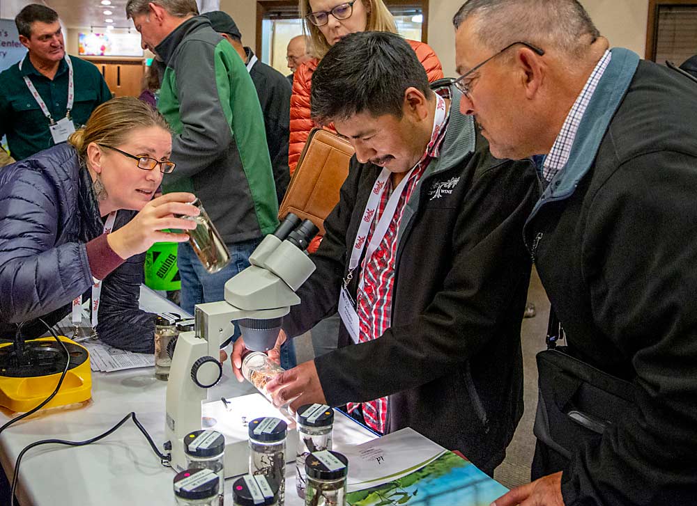 Gwen Hoheisel, left, a Washington State University Extension specialist, helps attendees of the Washington State Grape Society Annual Meeting in November inspect root samples for phylloxera damage. Researchers and extension specialists are asking growers to study up on identifying the pests and their effects. (Ross Courtney/Good Fruit Grower)