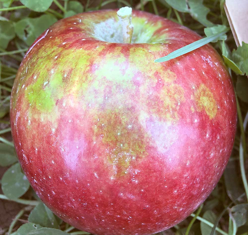 A WA 38 apple exhibits what Sallato calls “greening,” a milder symptom development than the classic green spot that develops spots on the peel and affects the tissue beneath. (Courtesy Bernardita Sallato)