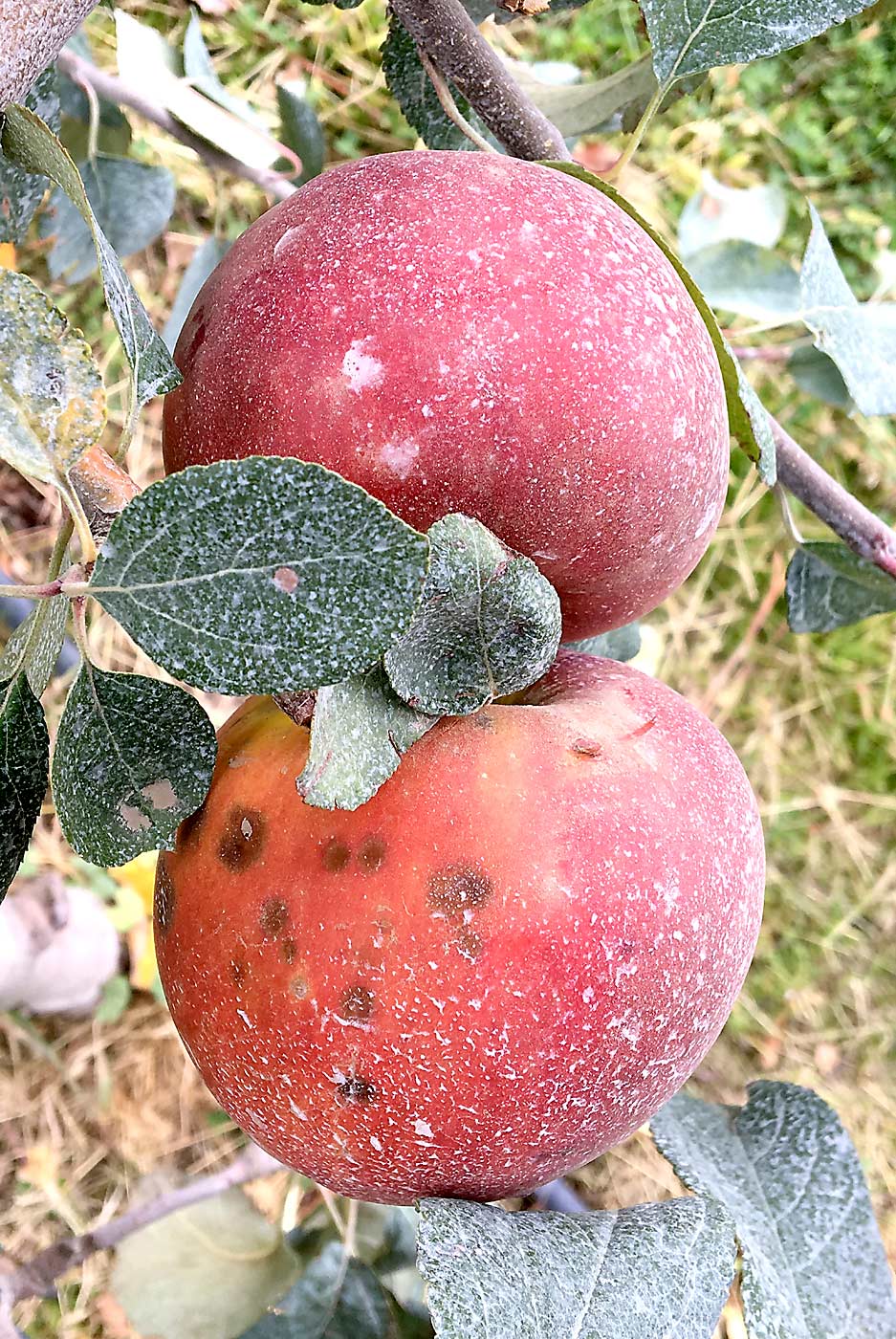 Though proving uncommon in mature orchards, the green spot disorder that can develop in WA 38 fruit seems to be influenced by tree vigor, crop load, climate conditions and nutrient levels in the fruit, similar to bitter pit in one of its parents, Honeycrisp, according to Washington State University’s Bernardita Sallato. (Courtesy Bernardita Sallato)