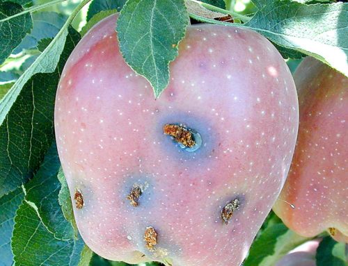 Codling moth control: Site-specific IPM
