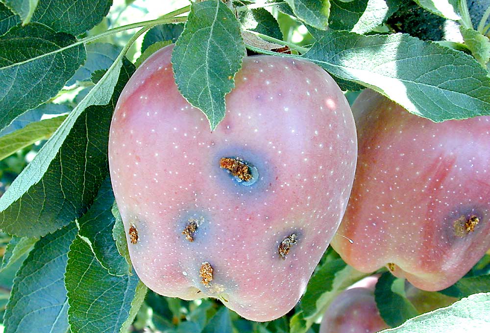 Codling moth damage, once kept in check by mating disruption and a rotation of well-timed insecticides, is on the rise in some regions, triggering the industry to take a new look at best management practices and new tools. (Courtesy Mike Doerr/Washington State University)
