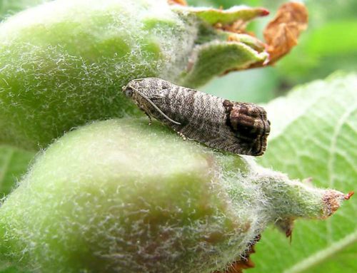 Pest management focus at North Central Washington Tree Fruit Days