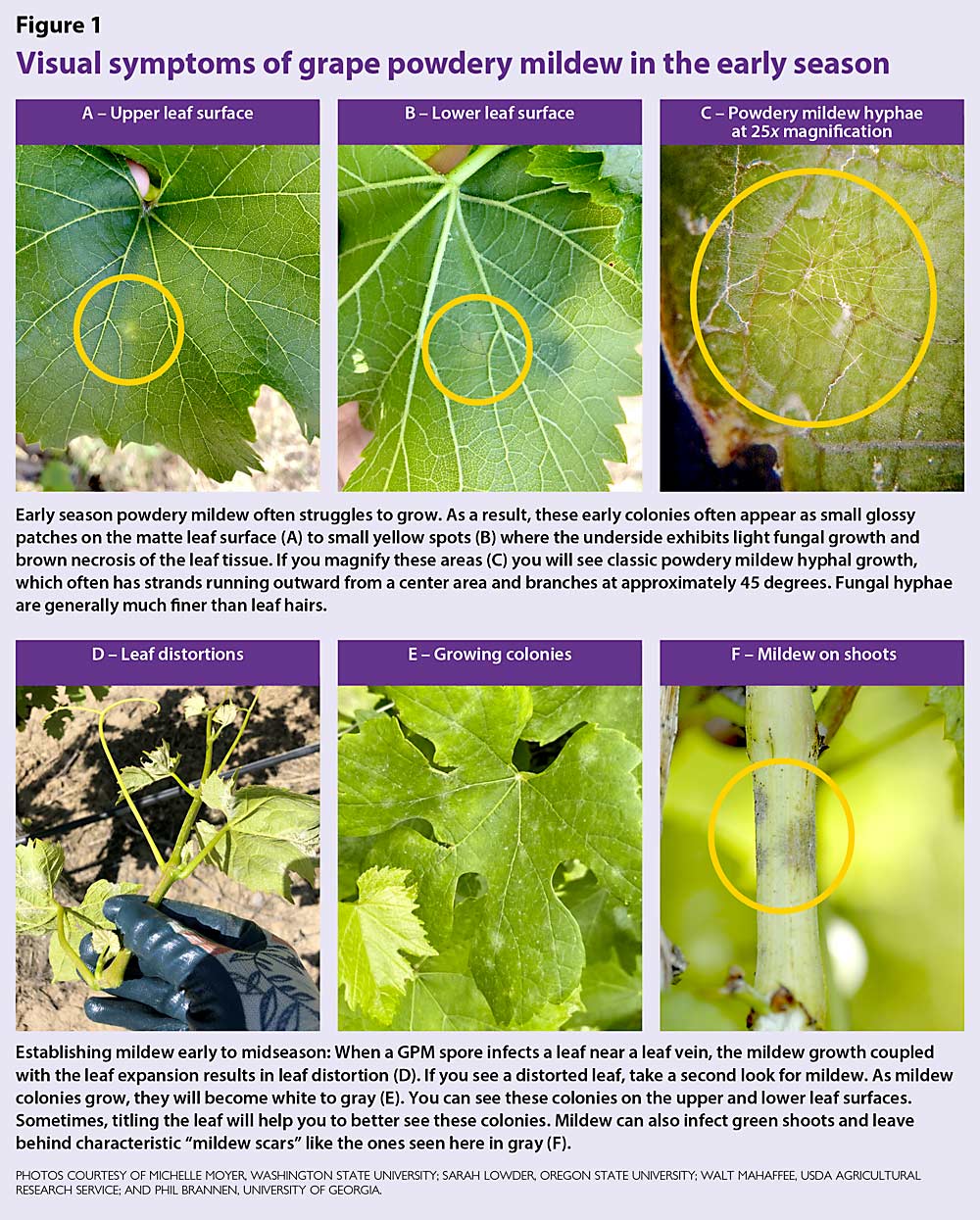 Visual symptoms of grape powdery mildew in the early season. (Photos courtesy of Michelle Moyer, Washington State University; Sarah Lowder, Oregon State University; Walt Mahaffee, USDA Agricultural Research Service; and Phil Brannen, University of Georgia.)