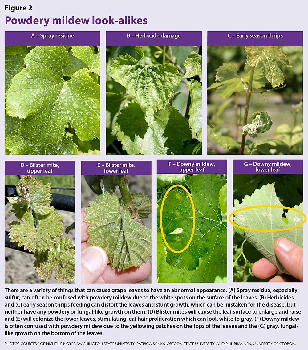 Grape powdery mildew look-alikes. (Photos courtesy of Michelle Moyer, Washington State University; Patricia Skinkis, Oregon State University; and Phil Brannen, University of Georgia.)