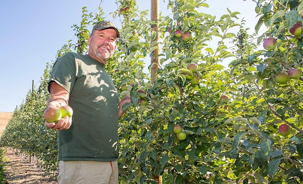 Andy Gale shows off a few of his ripening WA 38s in late July at his Gale Fruit Co. orchard in East Wenatchee, Washington. (Ross Courtney/Good Fruit Grower)