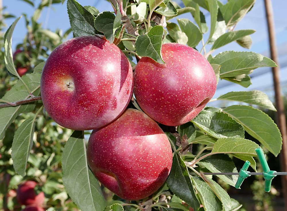 The Hot Climate Programme bred its first release, HOT84A1, to deliver an apple with rich red color and crisp texture even when grown in hot climates. According to commercialization partner T&G Global, it is being planted in commercial volumes in Catalonia, Spain, and will be followed by test plantings in Australia, the U.S. and South Africa within a few years. (Courtesy T&G Global)