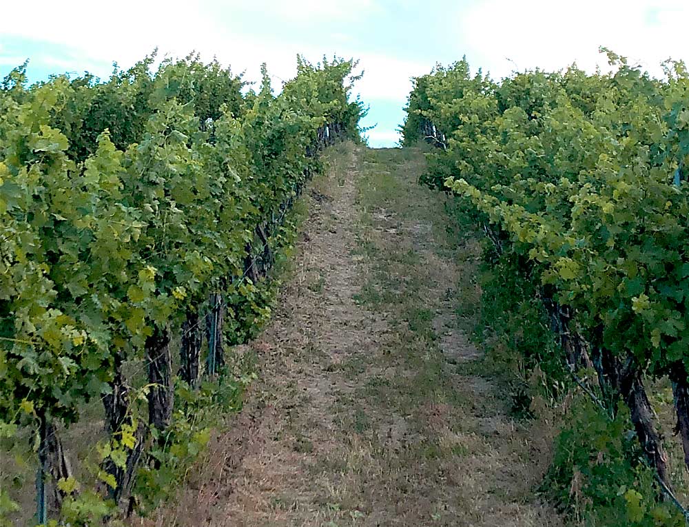 A half sprawl wine grape trellis system at Seven Hills Vineyard in Walla Walla, Washington. (Courtesy Sadie Drury/North Slope Management)