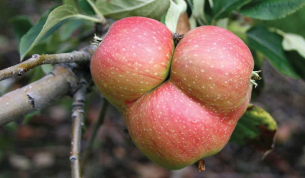 Porter’s Perfection is a bittersharp apple variety that originated in Somerset, England, during the 19th century. It has a peculiar tendency to produce fused apples. (Geraldine Warner/Good Fruit Grower)