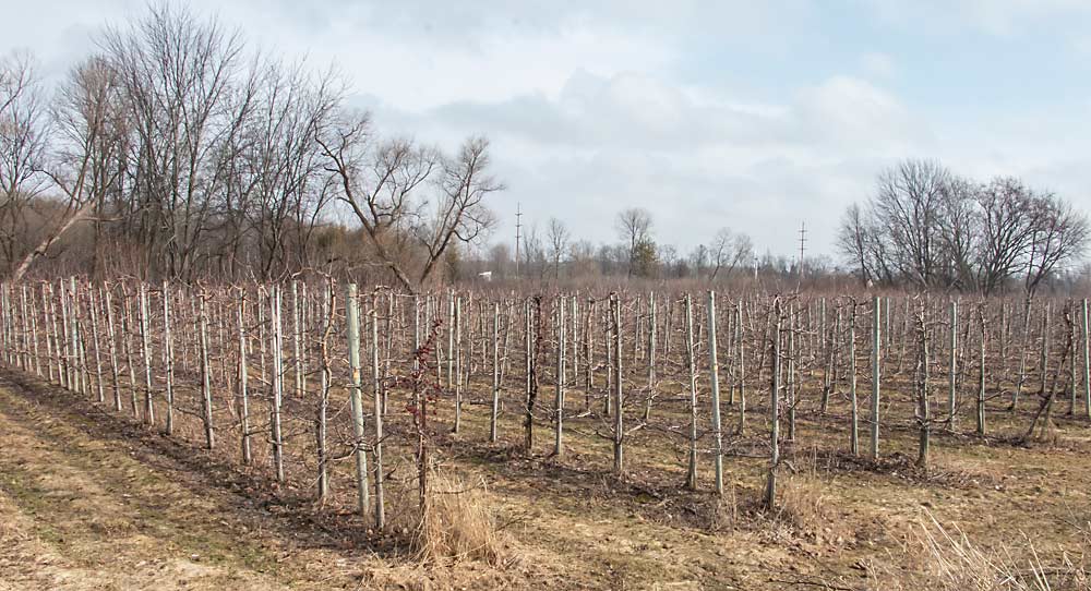 Honeycrisp on Geneva 16 rootstock at Rennhack Orchards. The block was planted in 2005 on a 5-by-16 spacing. Honeycrisp is one of the preferred varieties of Rennhack’s farm market customers. (Matt Milkovich/Good Fruit Grower)