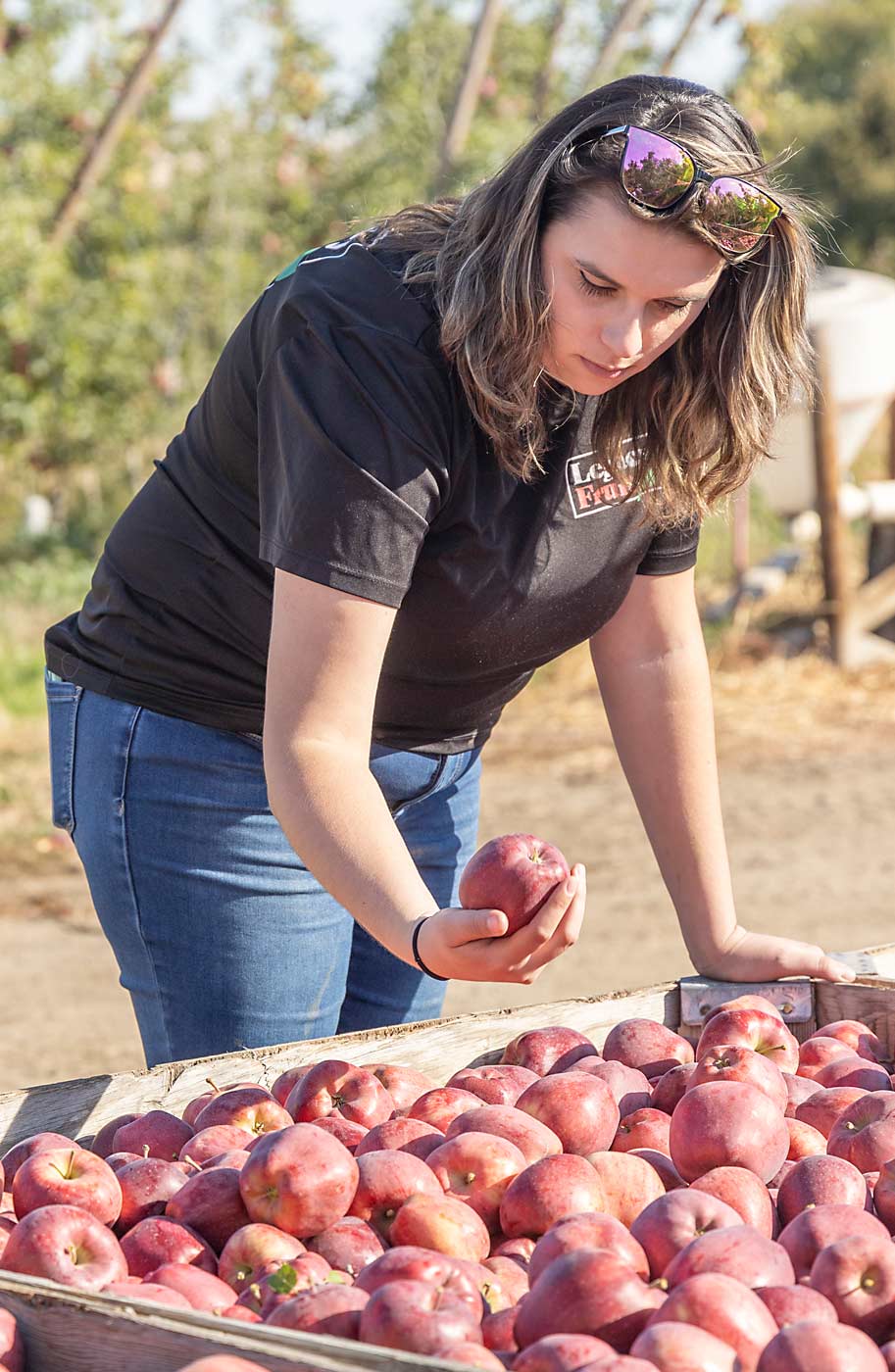 Cami Brandt는 10월에 Dan Green의 Zillah 과수원에서 갓 수확한 Red Delicious를 검사합니다.  그녀는 Lower Yakima Valley에서 많은 소규모 재배자들과 함께 일했으며 작년에 Noe와 함께 상부 계곡에 있는 그의 재배자와 과수원에 대해 알아가는 훈련을 보냈습니다.  (Kate Prengaman/Good Fruit Grower)
