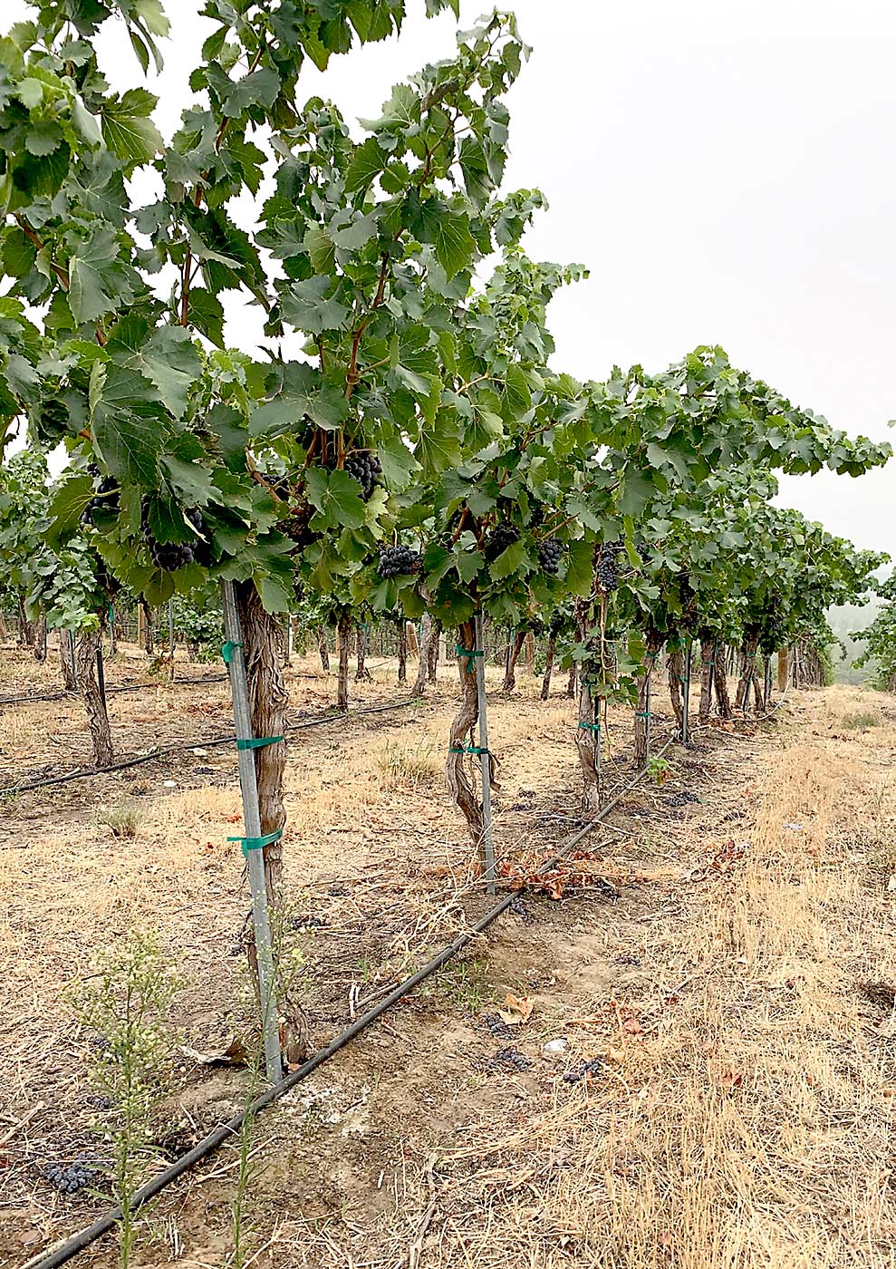 A head trained wine grape vine. (Courtesy Dick Boushey/Boushey Vineyards)