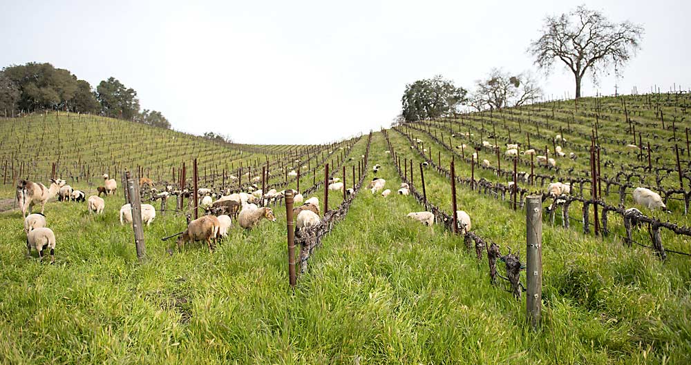 With its own herd of livestock, Tablas Creek Vineyard in Paso Robles, California, has drastically reduced inputs as it pursues regenerative practices. “We stopped fertilizing in 2016,” said viticulturist Jordan Lonborg. (Courtesy Tablas Creek Vineyard)