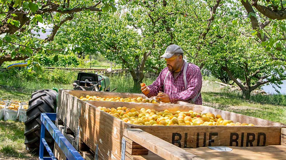 Victor Madrigal inspects recently picked Perfection apricots in July 2020 at the Malaga, Washington, orchard his father manages. Most of the apricots are still packed for the shrinking wholesale market, but orchard owner Patrick Reilly is finding new niches for the fruit with bakery and distillery customers. (Kate Prengaman/Good Fruit Grower)