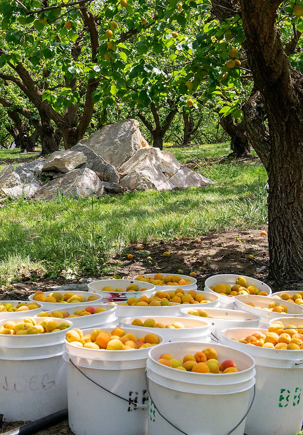 At this rocky site along the Columbia River, decades-old apricot trees grow around the rocks that were too large to be removed, even with the dynamite that was used to prepare the site, according to Madrigal. (Kate Prengaman/Good Fruit Grower)