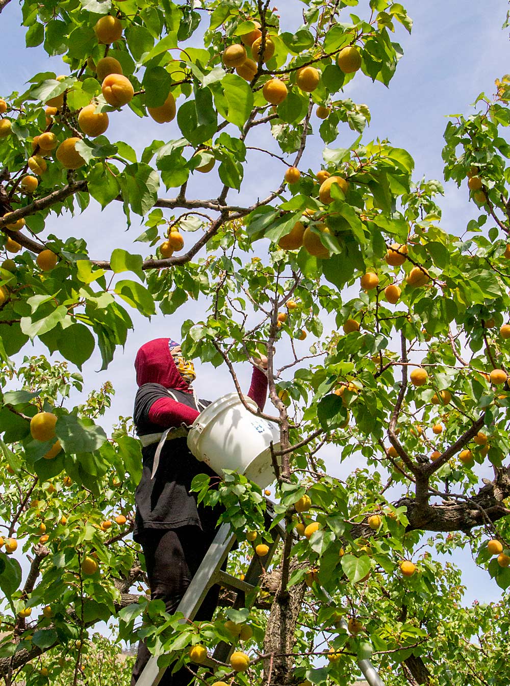 Anna Lopez picks apricots in Malaga. The fragile fruit is labor intensive to grow and difficult to pack and ship, so across the Northwest and across the country, production is declining. (Kate Prengaman/Good Fruit Grower)
