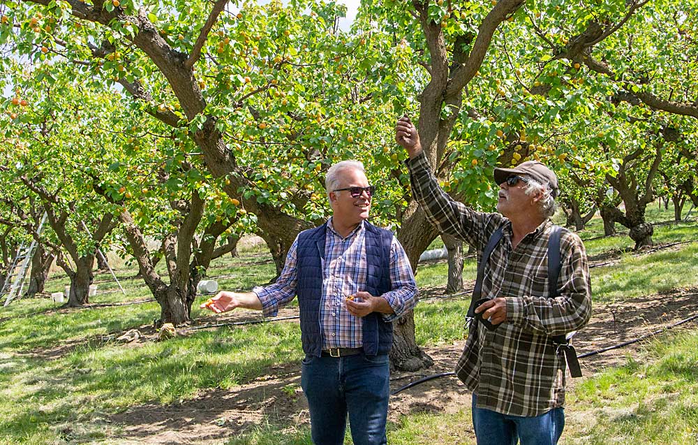 Orchard owner Patrick Reilly, left, talks with longtime manager Miguel Madrigal about this unique apricot orchard in rocky soil along the bank of the Columbia River in Malaga, Washington. (Kate Prengaman/Good Fruit Grower)