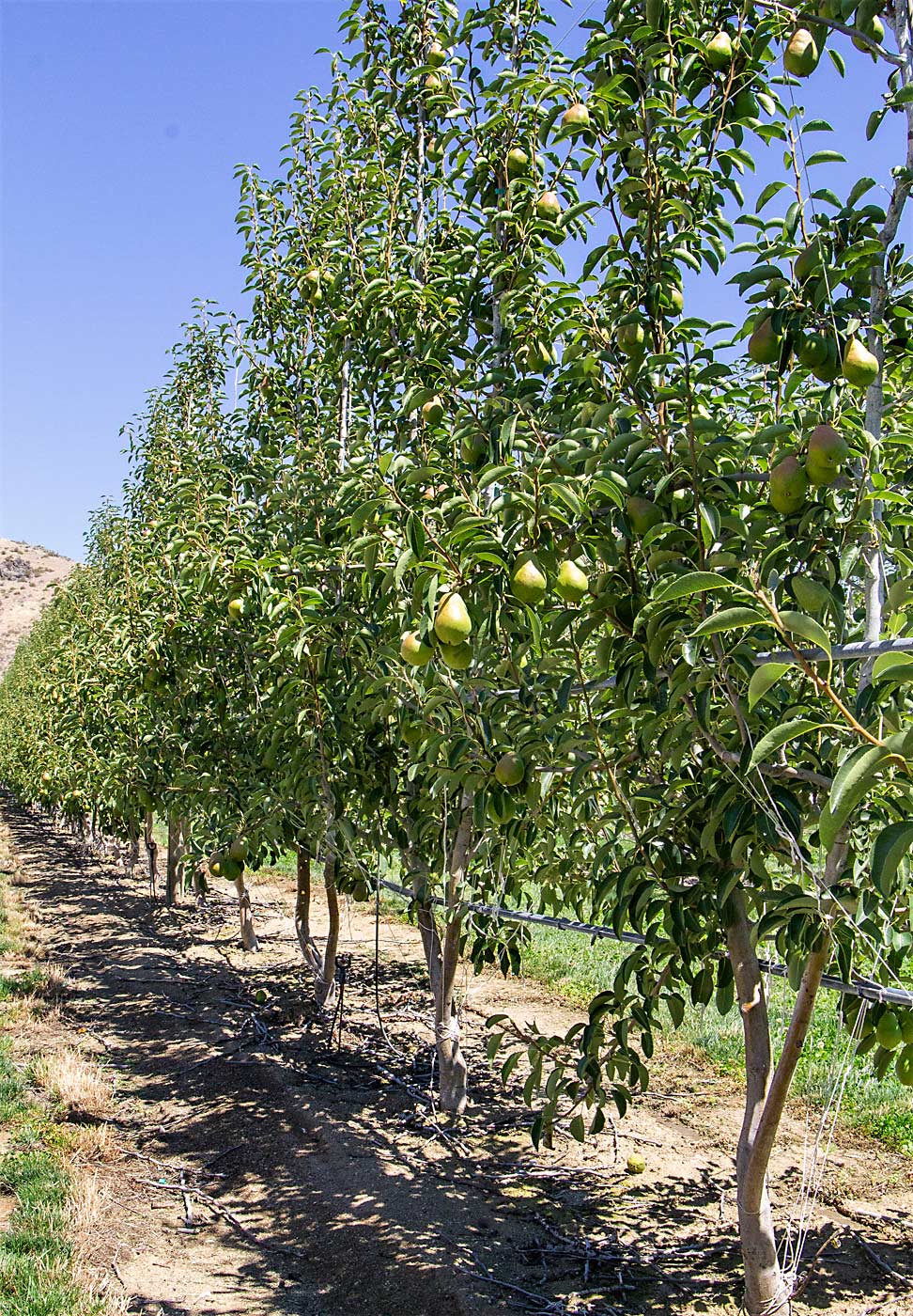 By training Bartlett pears on a two-leader system, growers can plant at higher density on standard rootstocks, such as this experimental Stemilt Growers block near Chelan Falls, planted on OHxF 97 that spaces a leader every 3 feet. But while it may look like an apple block at 3 feet by 12 feet, the pruning and training for pears is quite different, said Stemilt area manager Bryan Mrachek. (Kate Prengaman/Good Fruit Grower.)