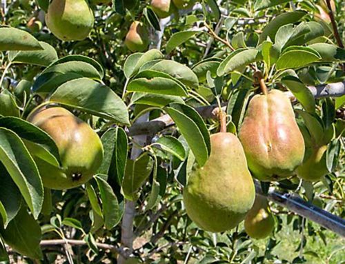 Moffitt: New realities for pears