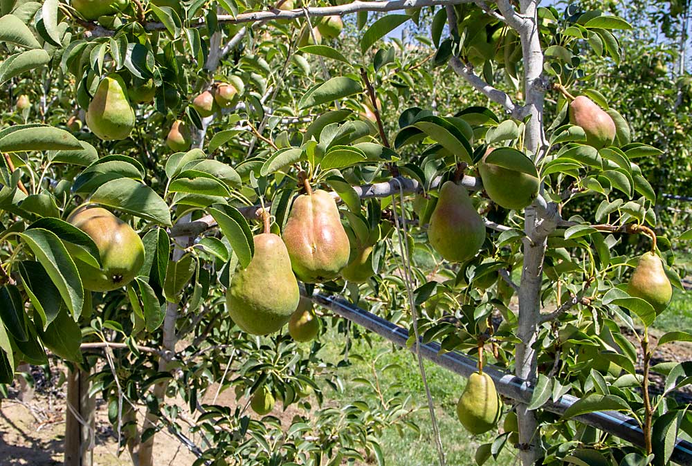 Growing Bartlett in the two-leader system divides the vigor and increases the precocity, although a lot of training work went into establishing fruitful branches in the lower portion of the trees. The block produced about 18 bins per acre in the fourth leaf, a yield that Stemilt’s Mrachek expects to double each year until it tops out between 60 and 70 bins per acre. (Kate Prengaman/ Good Fruit Grower)