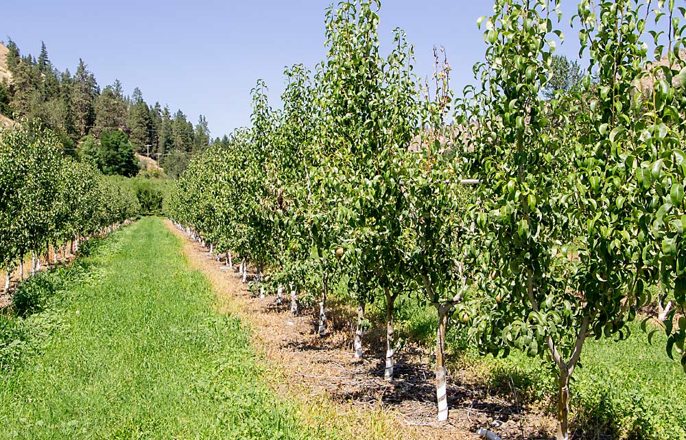 Replanting at higher density will make it faster and cheaper for workers to prune and pick, plus these smaller trees will come into full production faster, Kameron Miller said of this block of Anjou planted in 2017. Trained with two leaders, he plans to tie the trees together across the alleys to create a V-shaped canopy without investing in trellis. (Kate Prengaman/Good Fruit Grower)